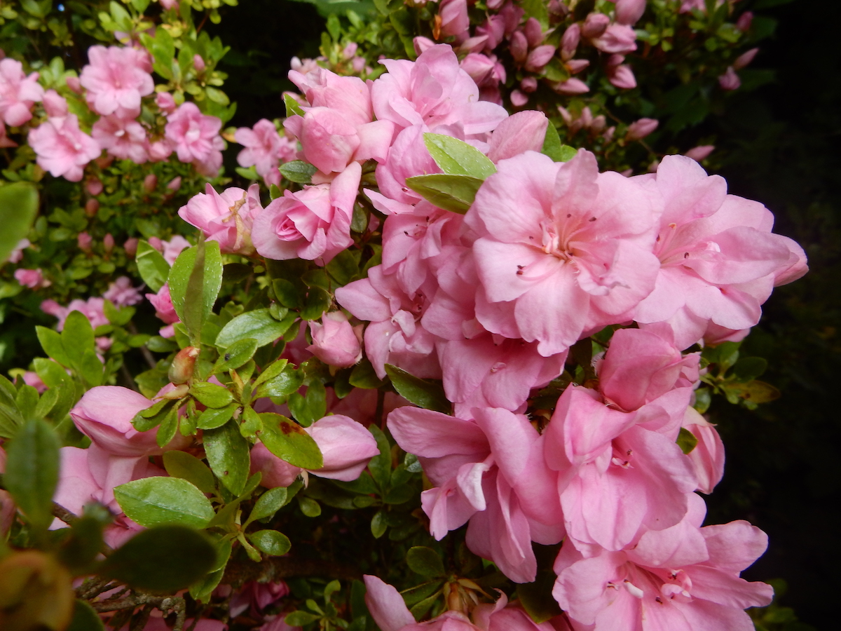 Rosebud